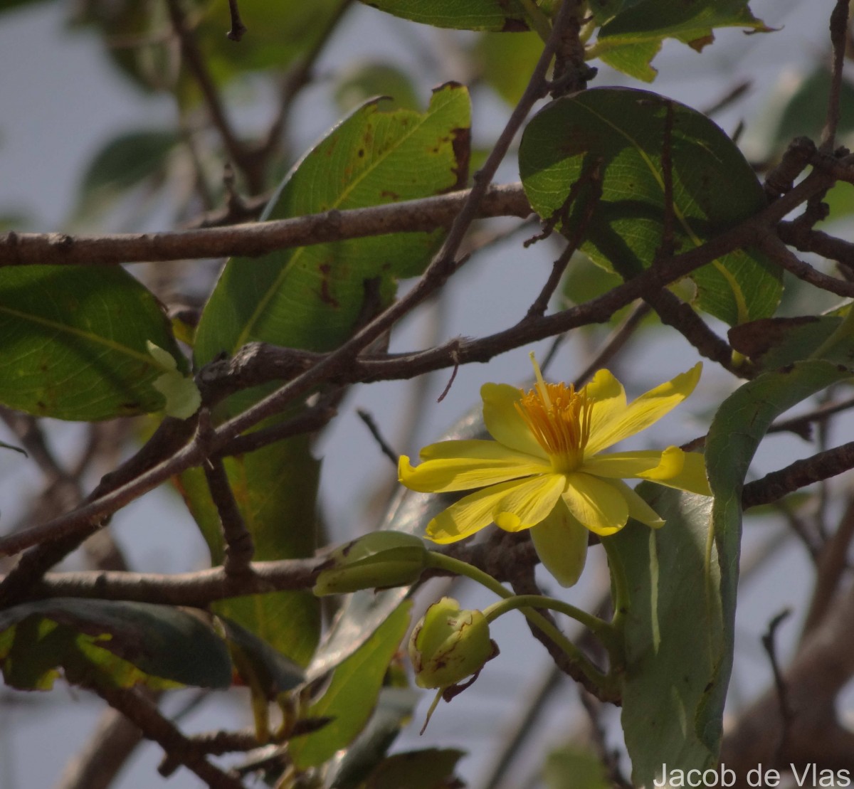 Ochna obtusata DC.